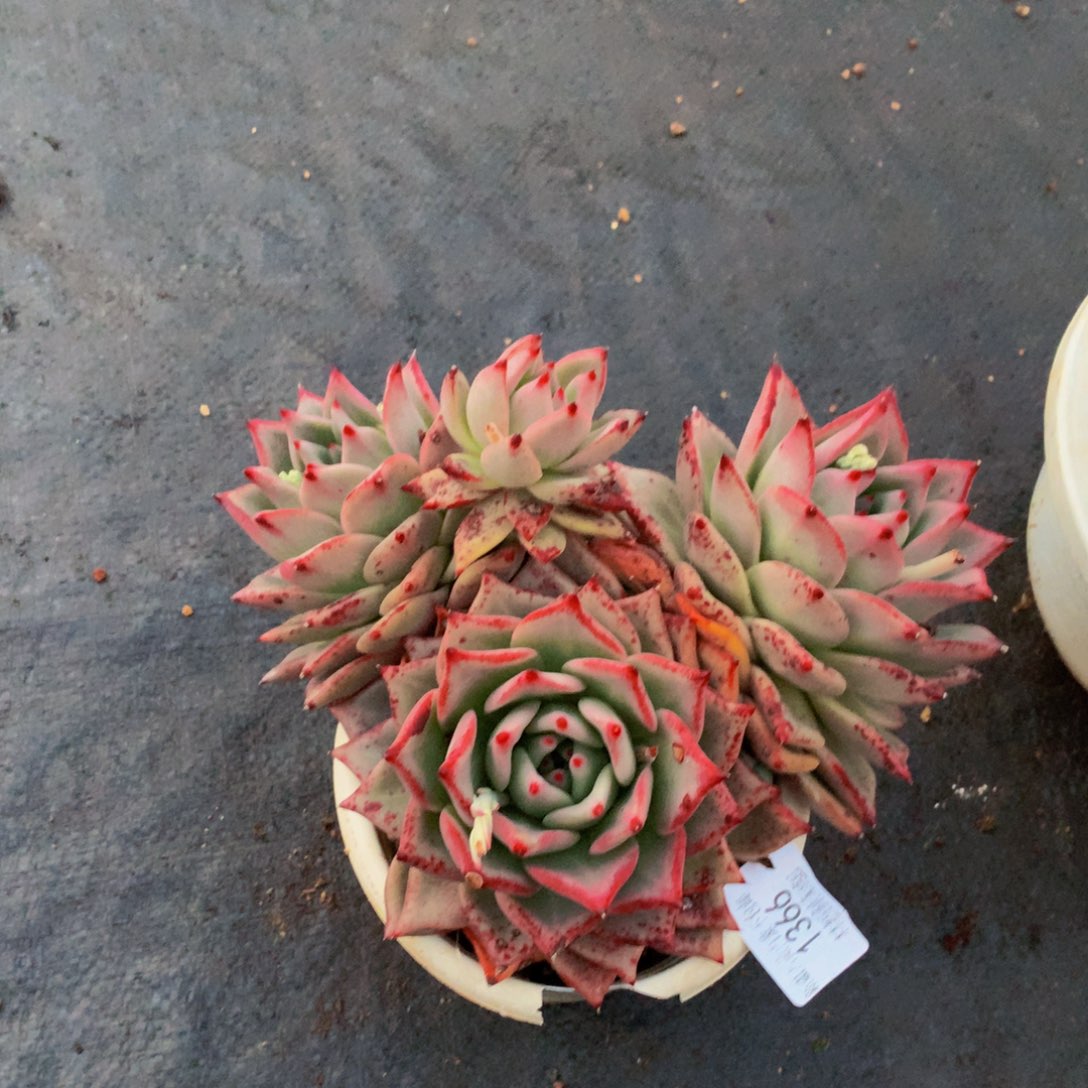 冷**风1366红颜蜜语多肉