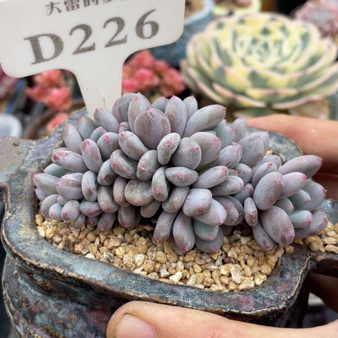 226香香雪不带盆9厘米