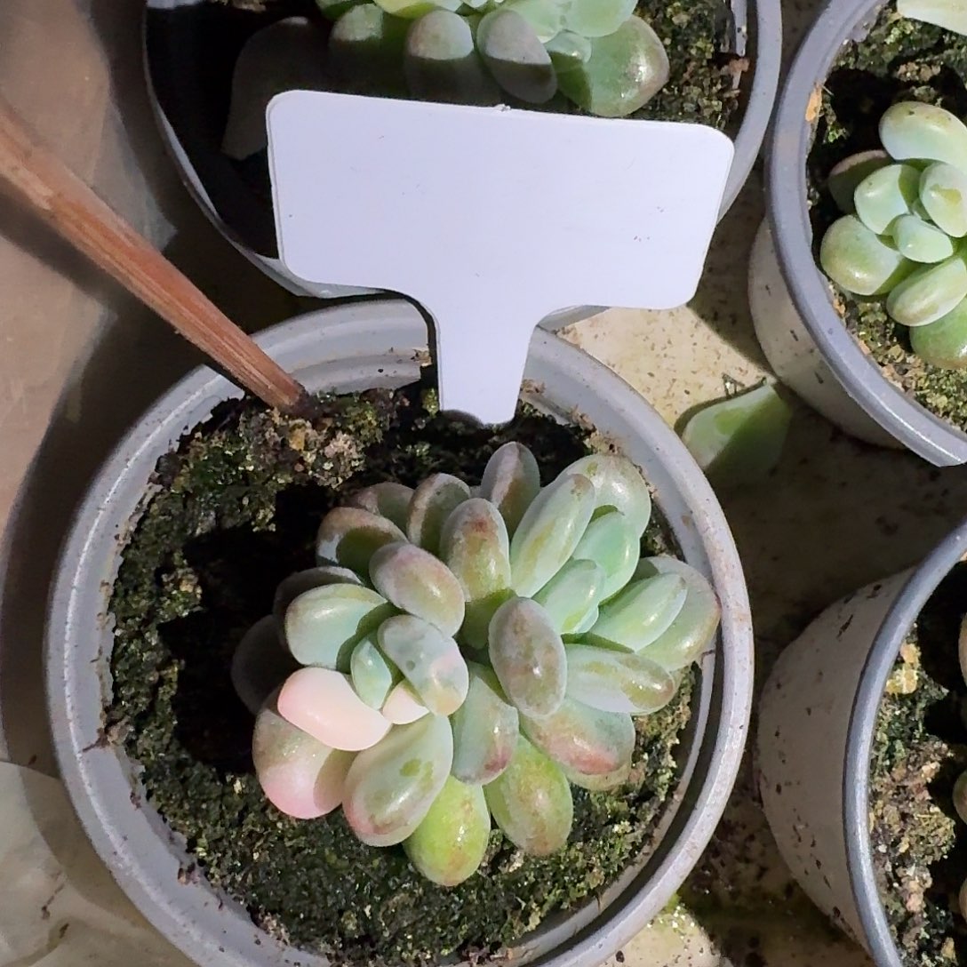 白露白花脸锦7777777777777777