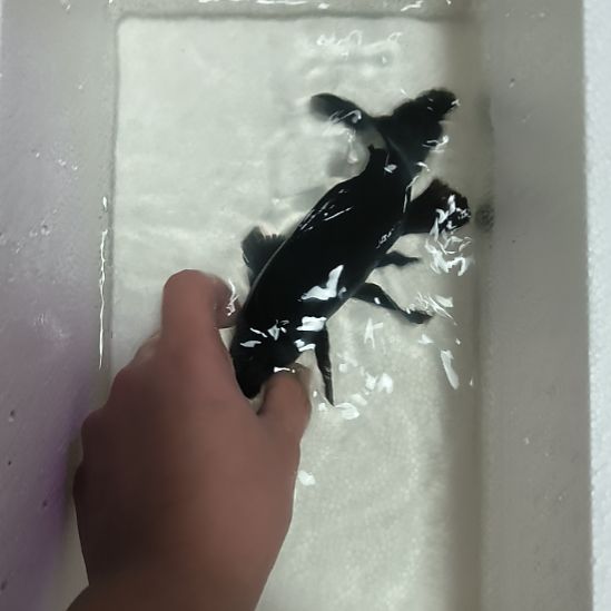 蝴蝶鲤鱼墨蝶大鳍大尾