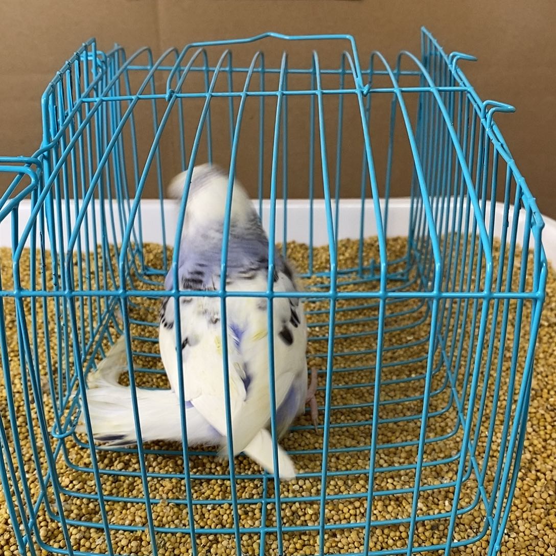 虎皮鹦鹉大头虎皮