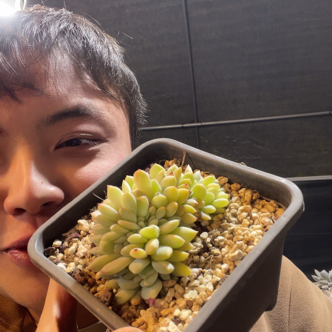 橙子缀化满20包邮脱土发货