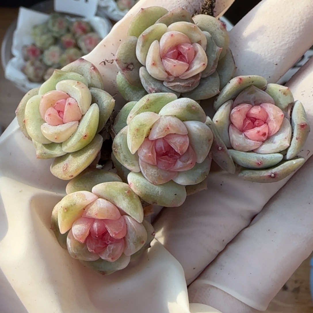 576 王者系列混合一盒