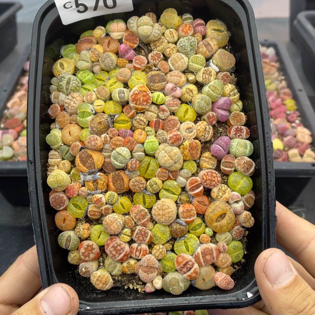 红陶000000000000570