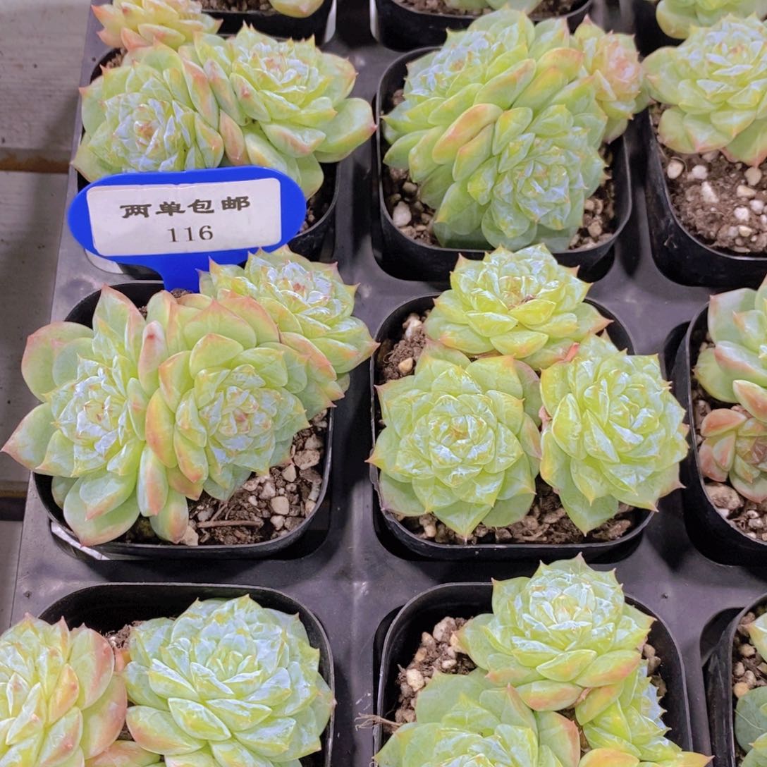 116-新品糖心珍妮群一个