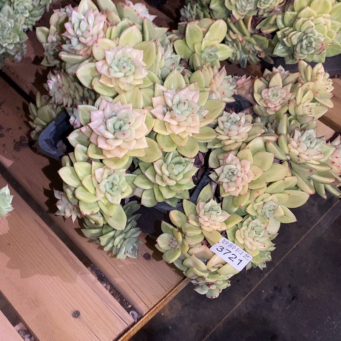 小***y3721杂交老桩基地～33厘米