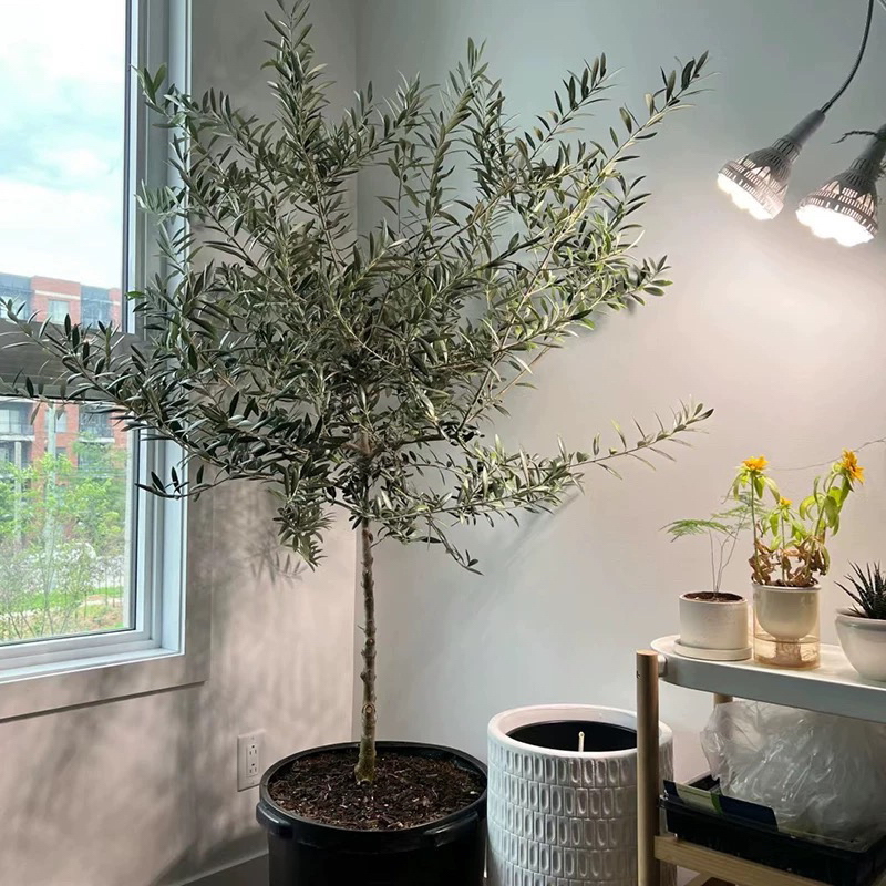 油橄榄庭院造景橄榄树