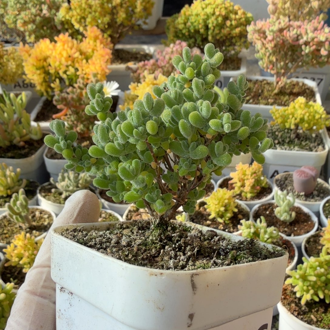 A946莱斯枝干28元包邮