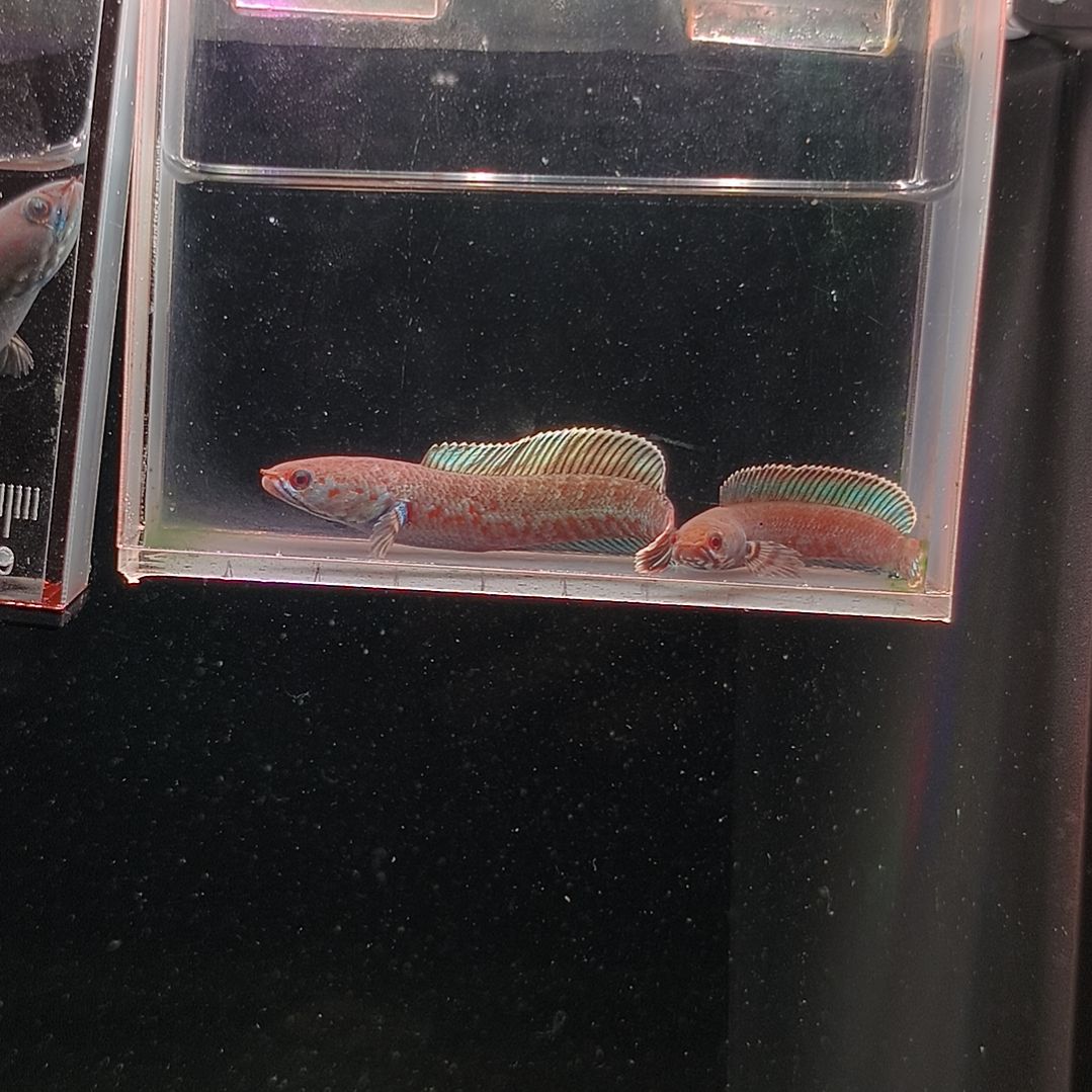 海水鱼111111111111111