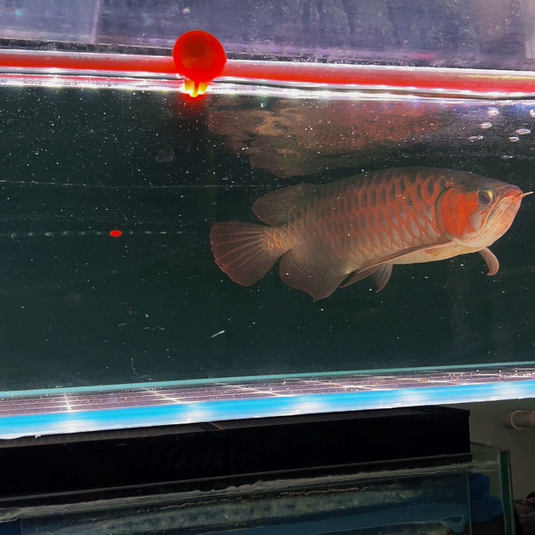 玄***亿海水鱼红龙观赏鱼热带鱼