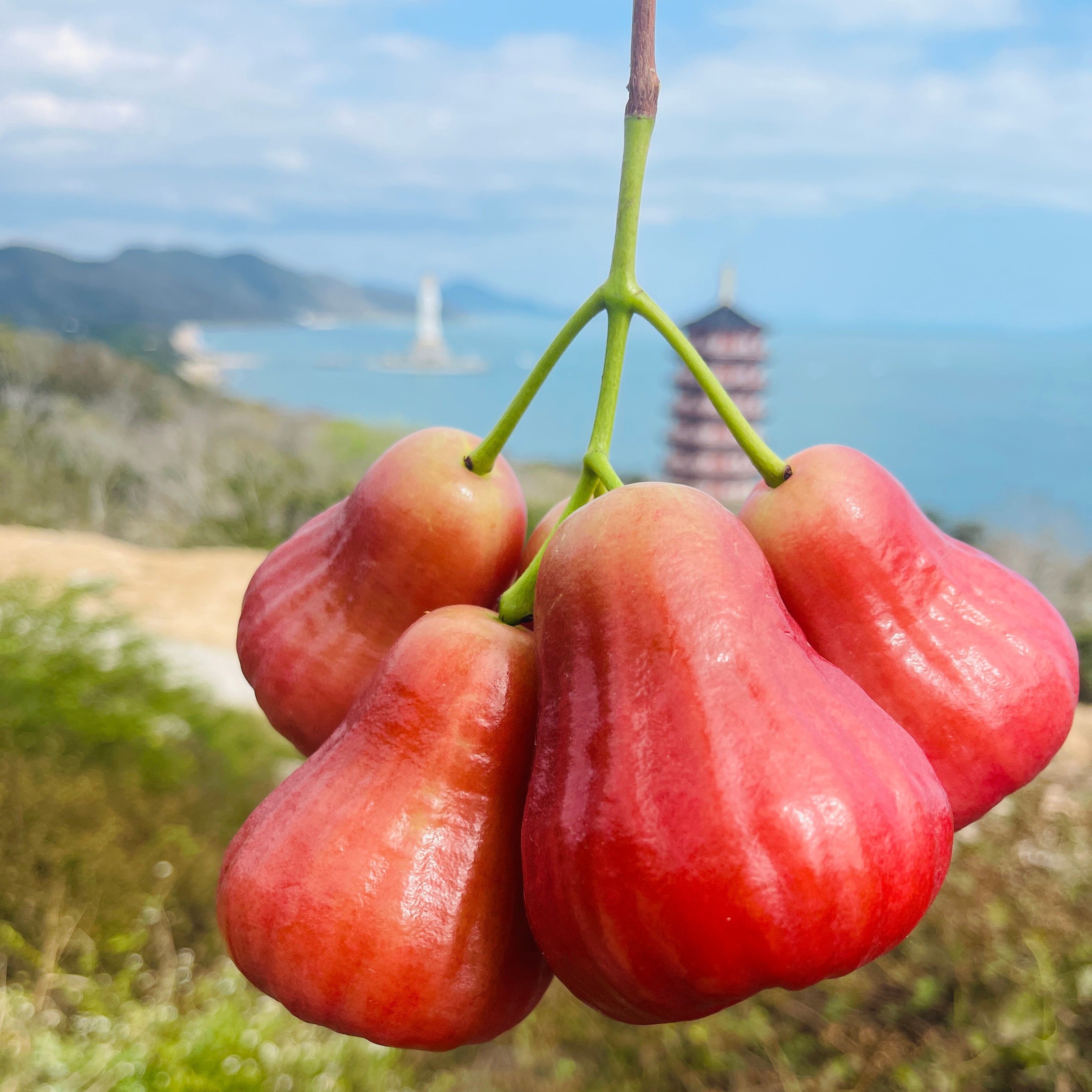 南鹿莲雾(一号)净重3斤有机认证三亚莲雾空运更甜更香更脆