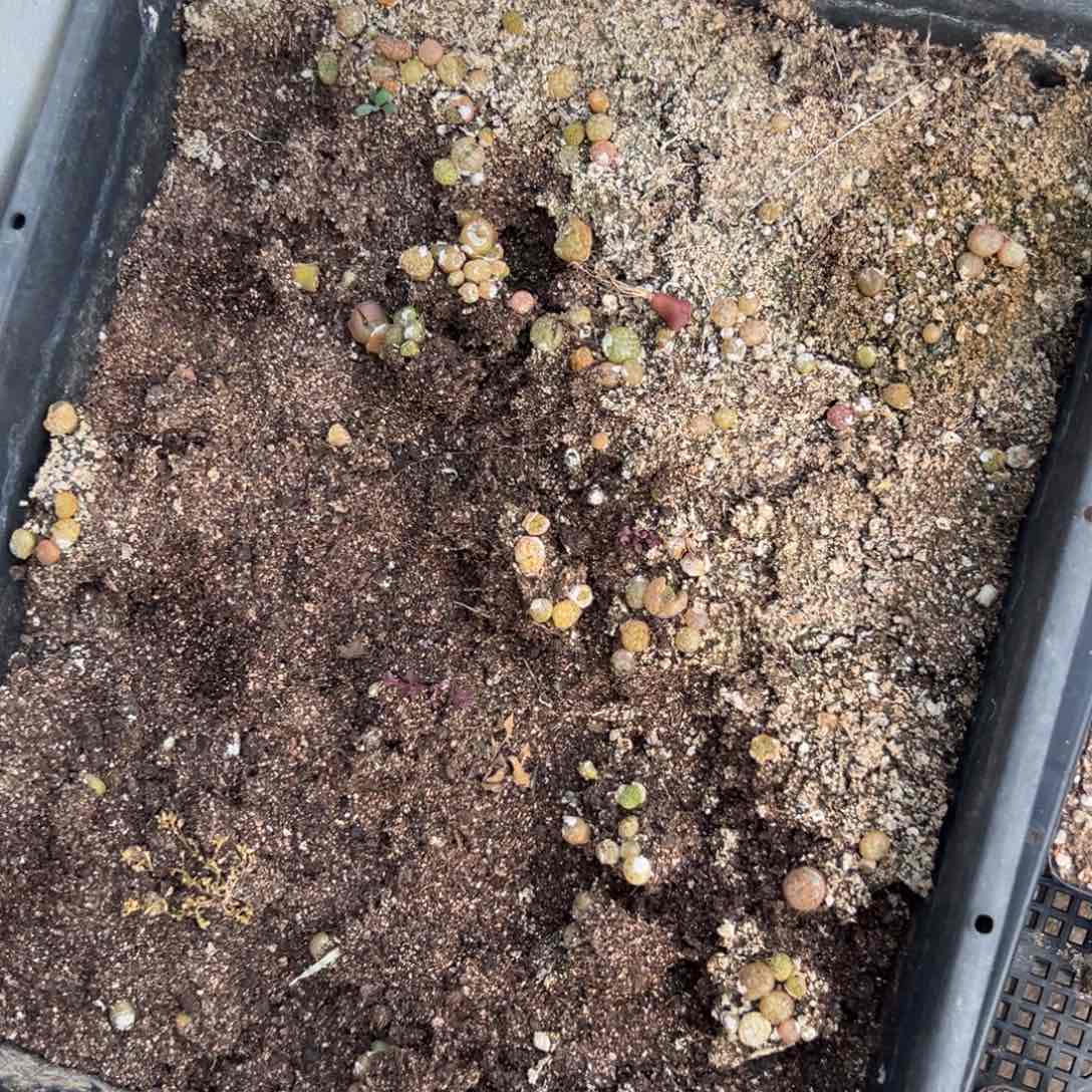 13-07肉锥多肉植物