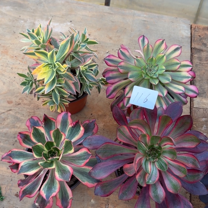 无花朵116特价单头组合无售后