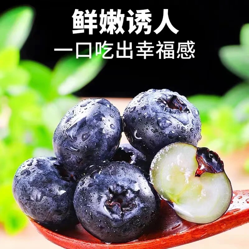 【次日达】新鲜丹东L25花香蓝莓鲜果应季15-18mm 400g