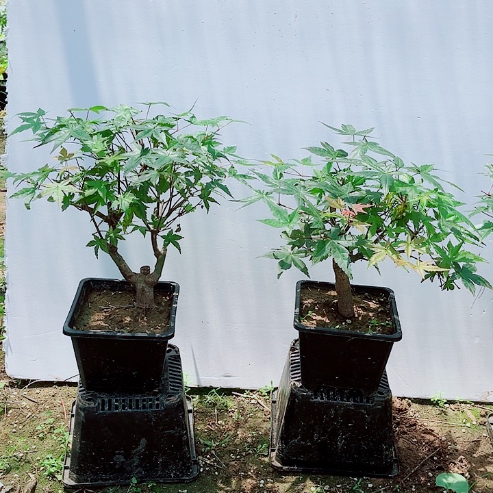 无花朵枫树出星星111