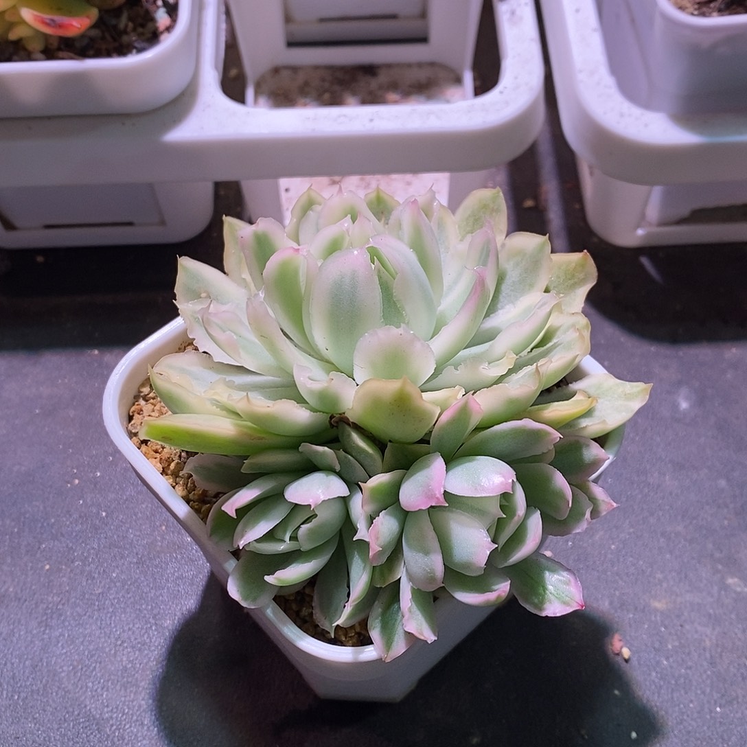 紫蝴蝶锦多肉植物老桩