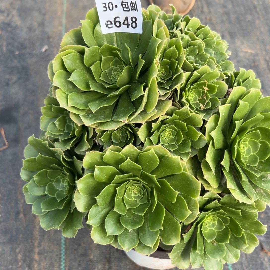 648绿杨蓉多肉法师