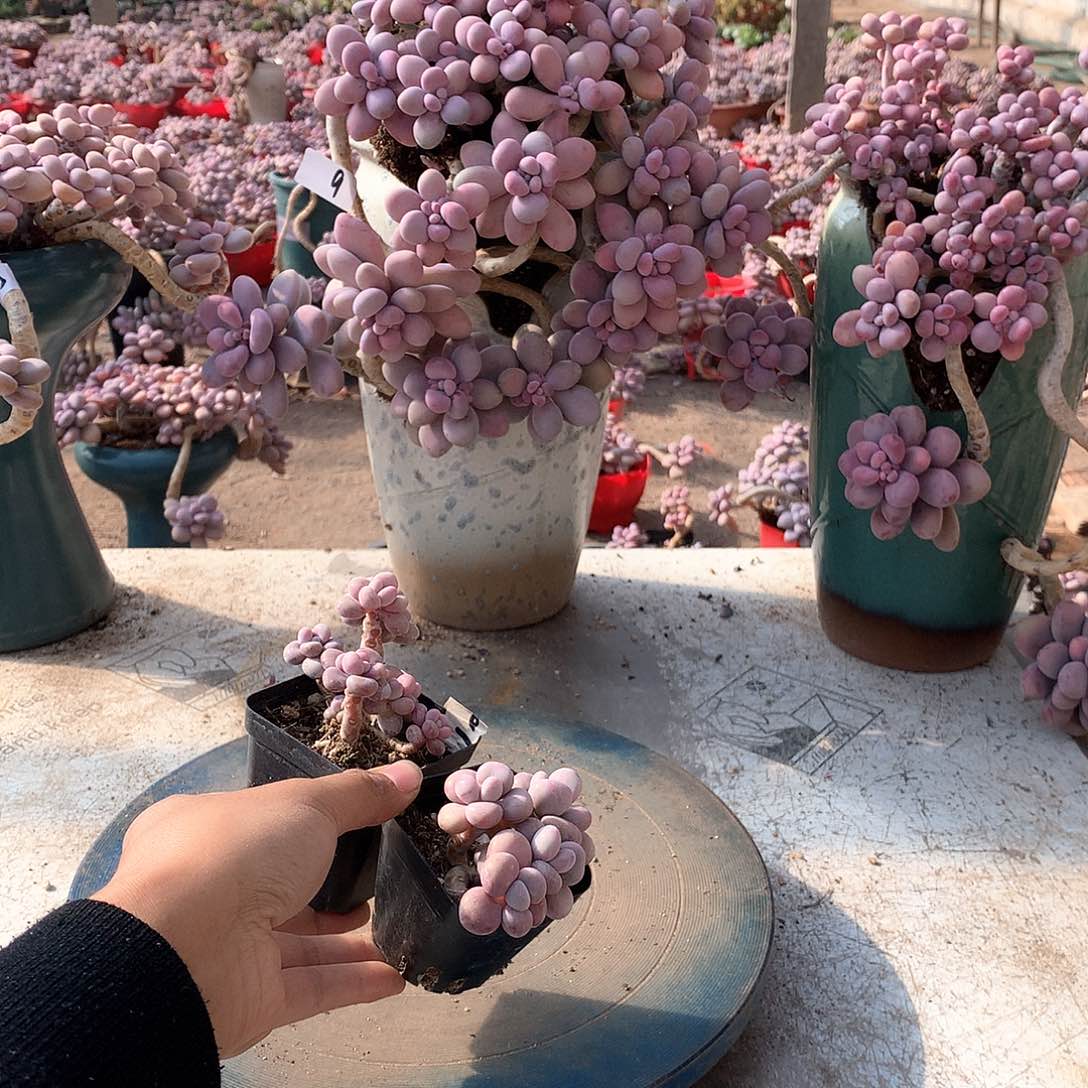 24一物一拍桃蛋两颗