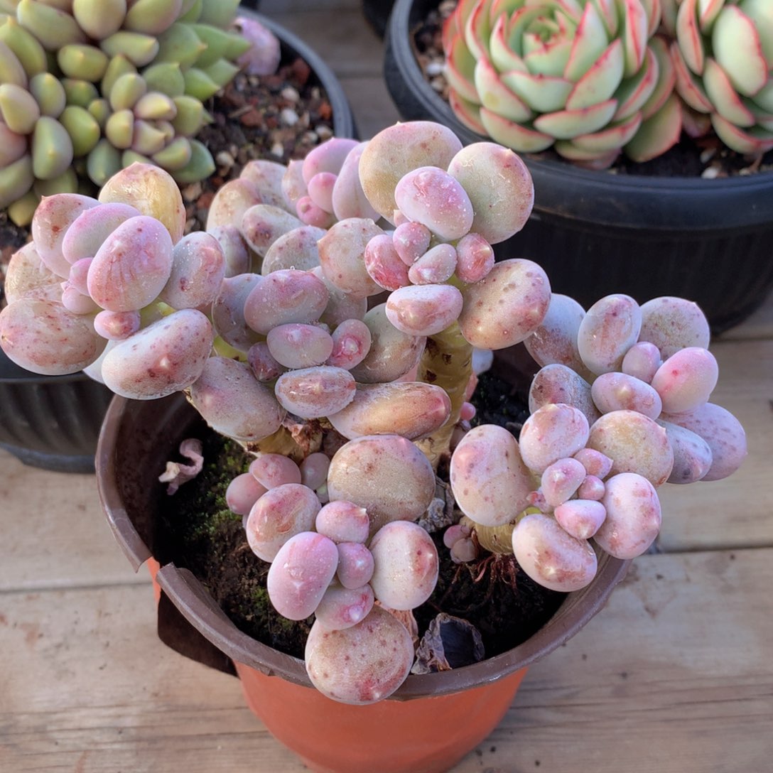 蟠桃奶12 公分一物一拍