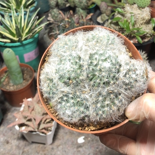 小***菜无花朵白云高沙特价