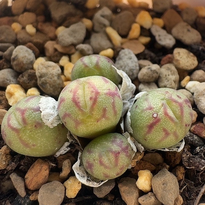 133 烟花杂交肉锥