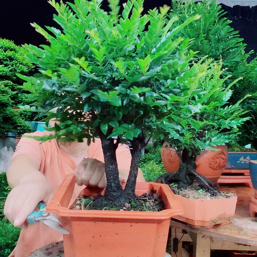 无花朵腾*秀明园艺秀明园艺