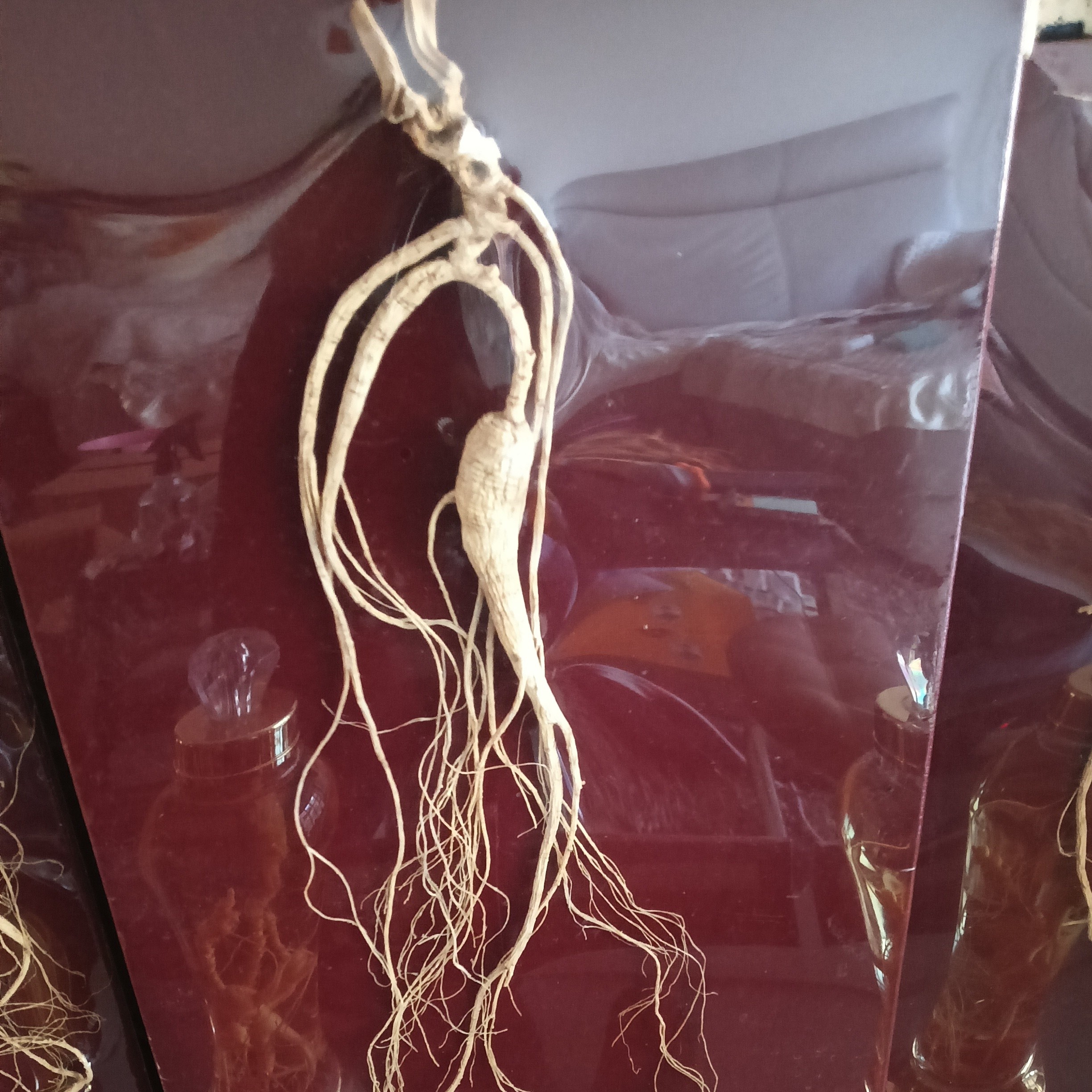 东北林下参泡酒煲汤打粉直播间一物一拍改价链接