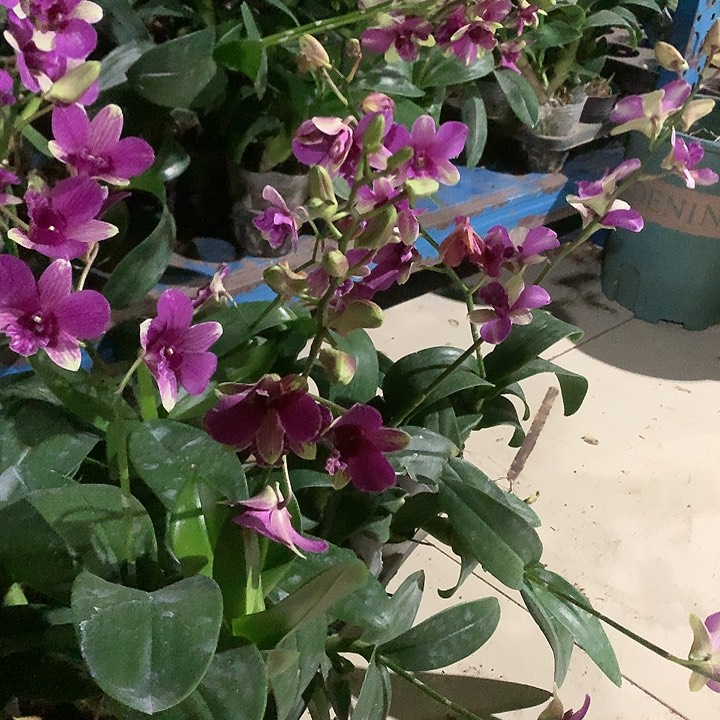 完全开放兔莉莉，大小4苗，花叶不包损