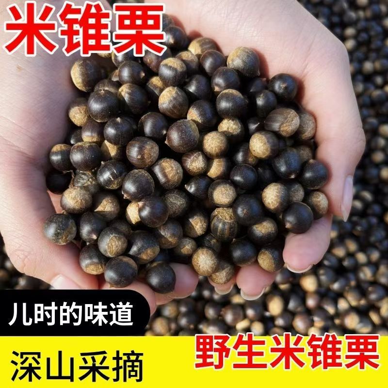 贵州从江米椎野生古树新鲜米锥栗米圆子栗子毛栗新鲜小米锥     