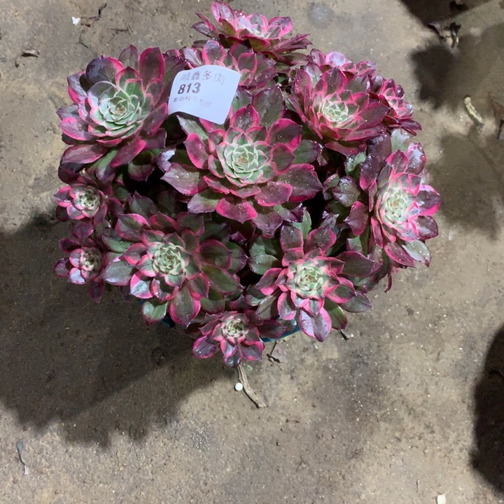 813莲花座多肉植物