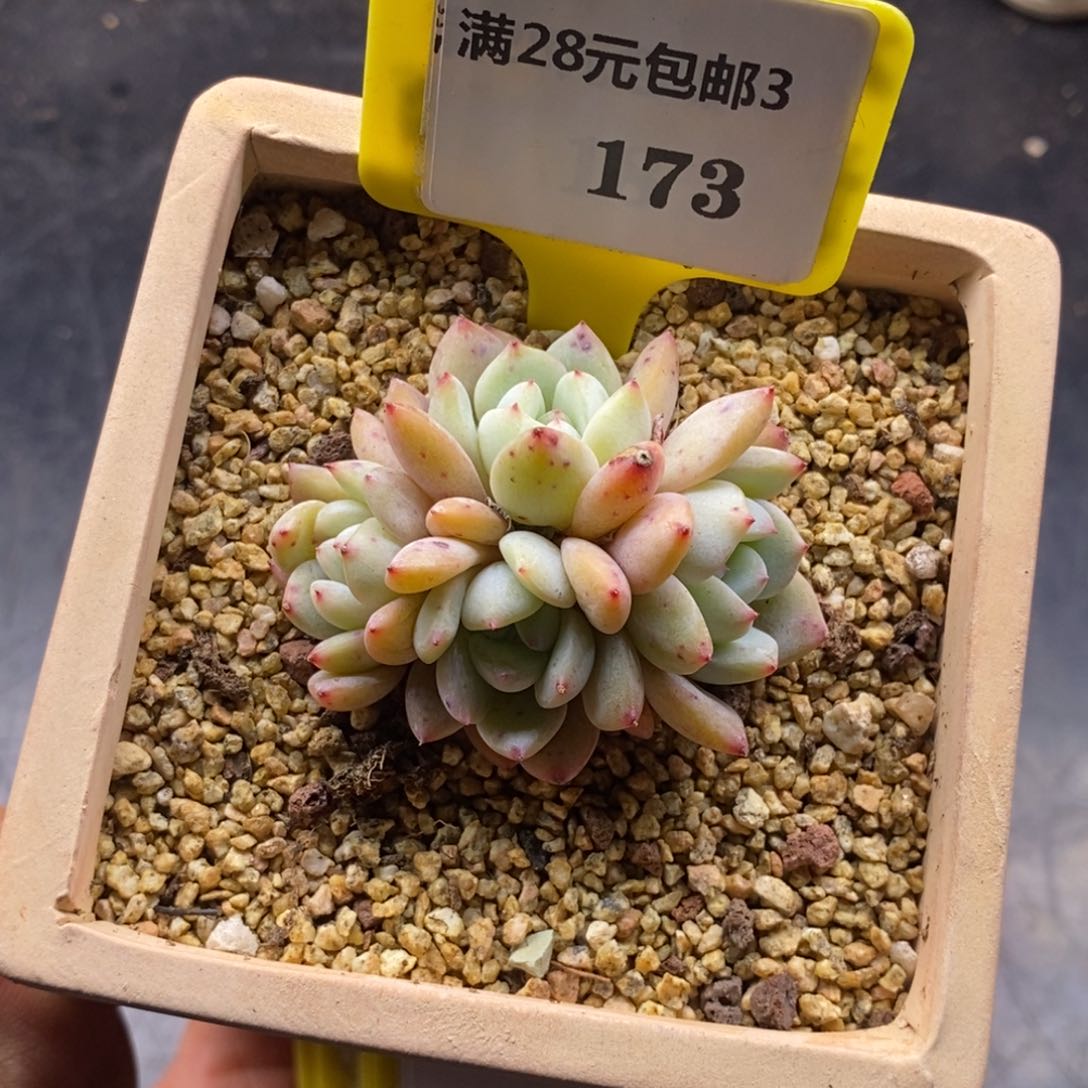 3173石榴仔4头群