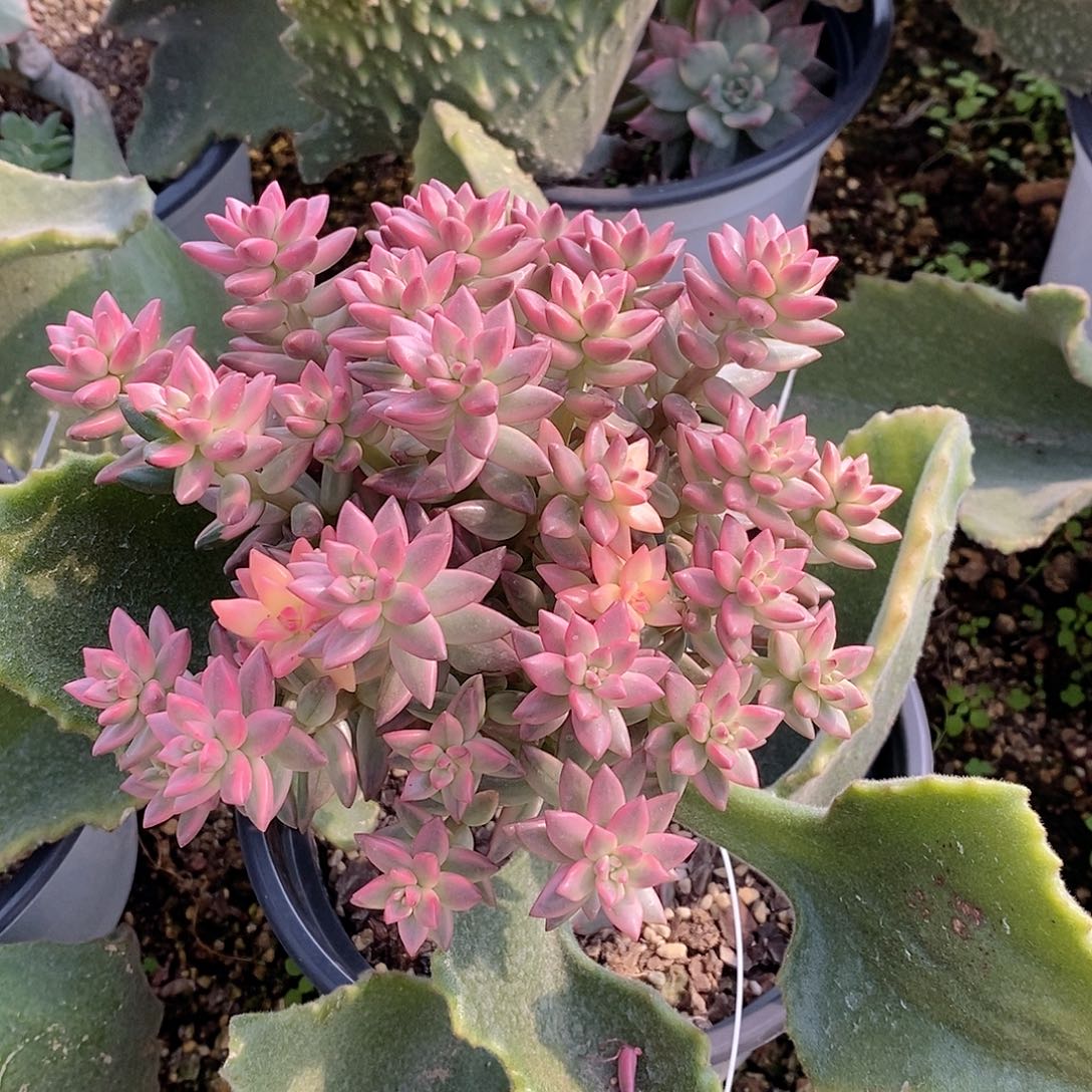 姬红花月锦多肉植物老桩多肉