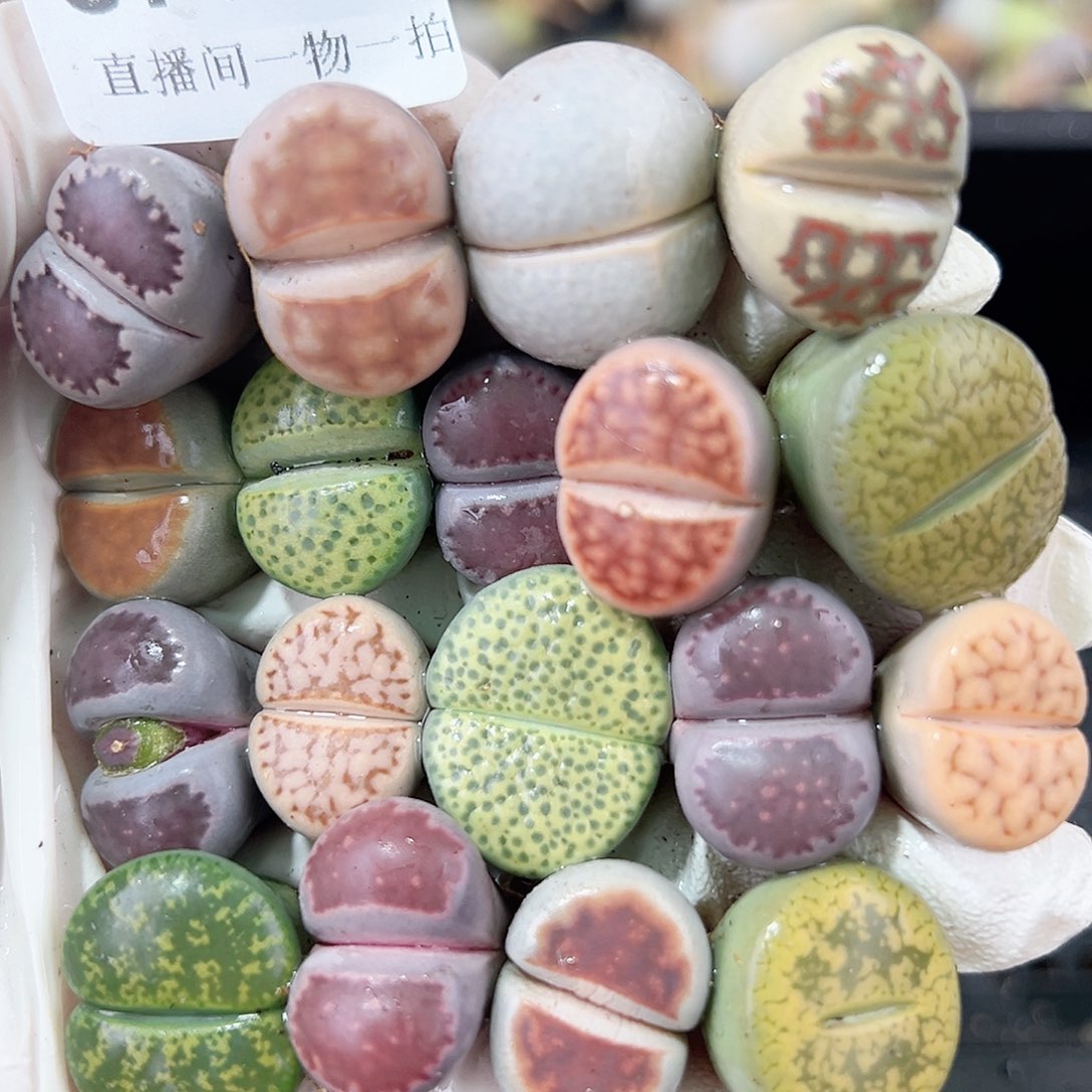 8736 好养易活生石花大母本18个