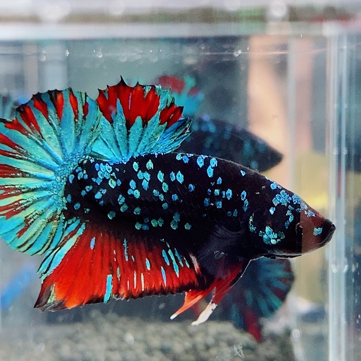 辉***尘斗鱼黑12号巨斗将军