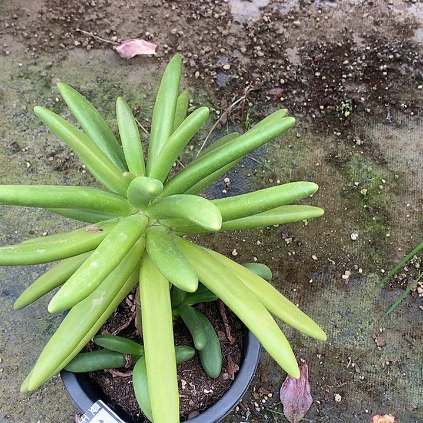 【闪购商品】椰子树1459