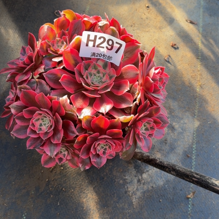 瑞妈，。。。？？297女妖，