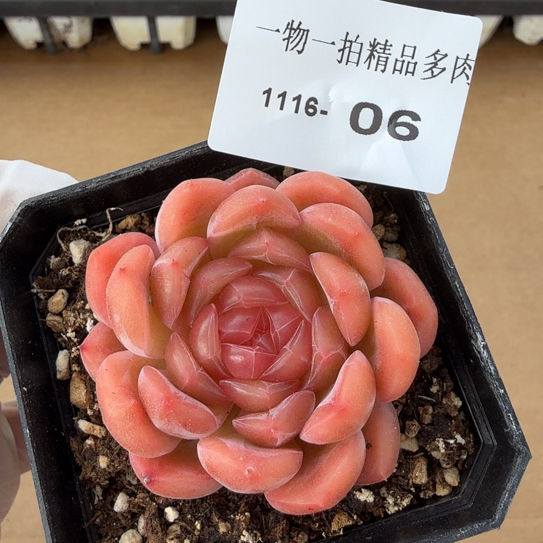 1116-06单颗多肉珍妮
