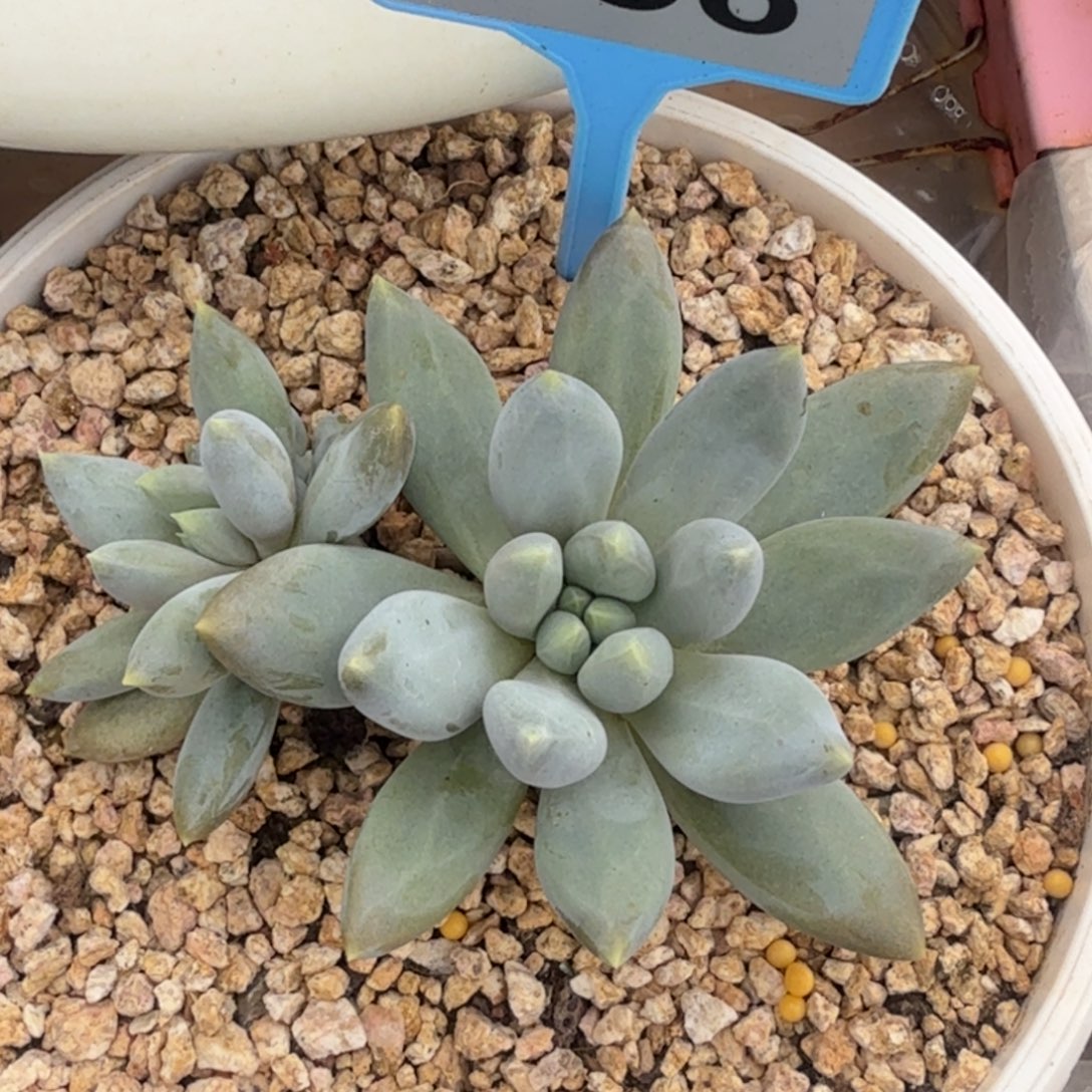哥特多肉植物056.
