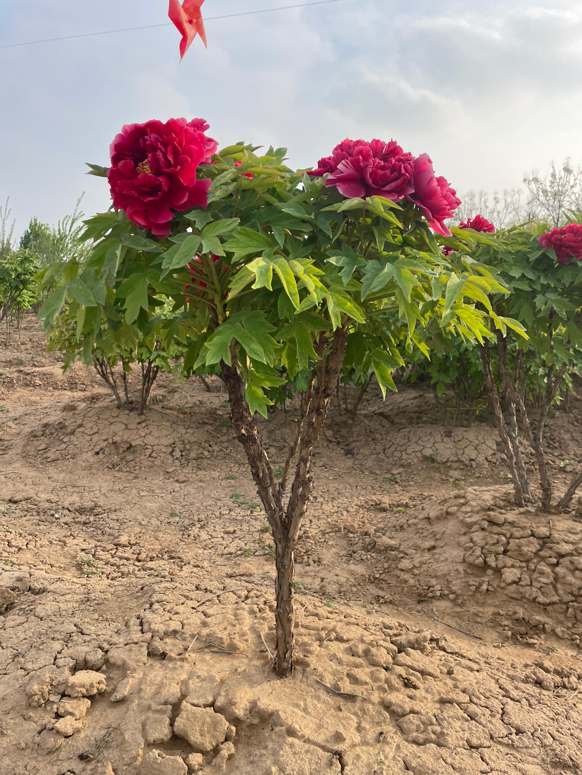 岛锦牡丹树独杆复色系红粉双色千层重瓣菏泽基地直发2.5
