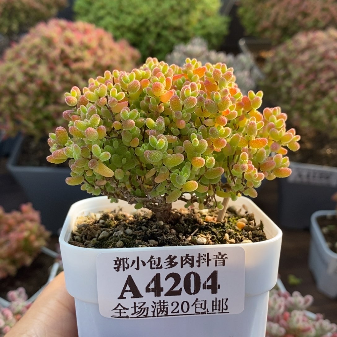 蜜橘糖球4204枝干番杏