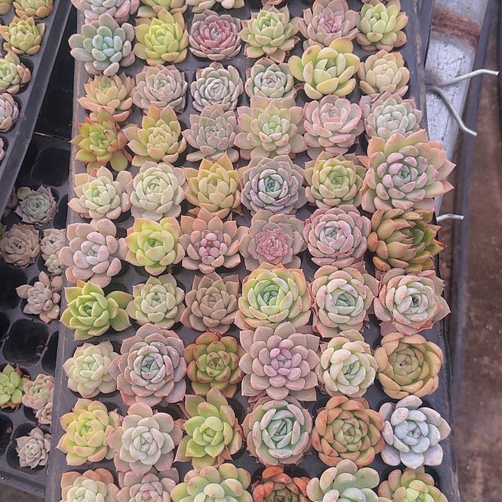 直播一物一拍多肉03