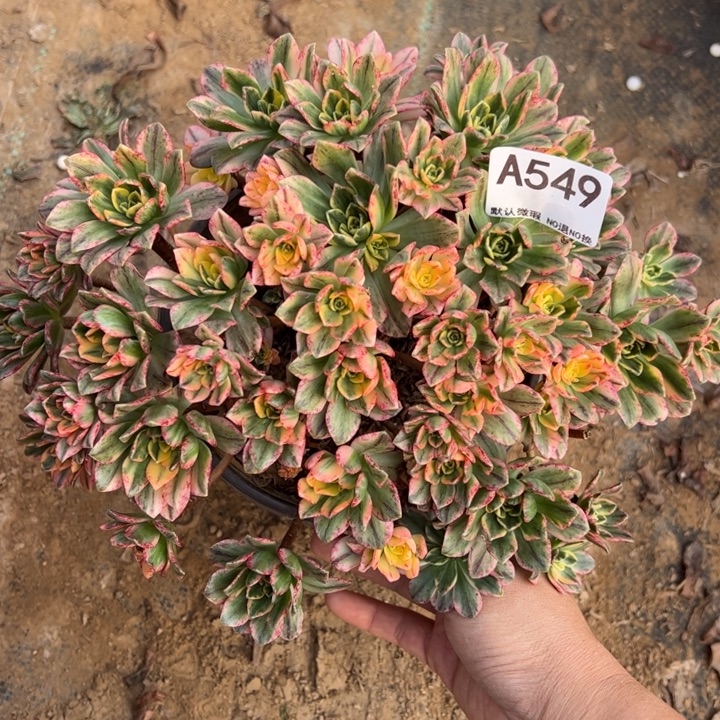 甜茶微瑕多肉植物549.