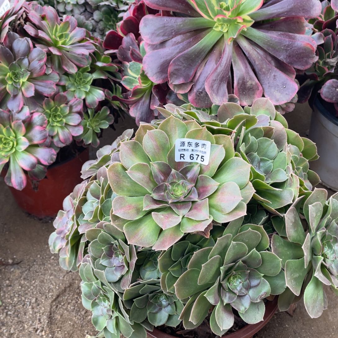 675粉女中班多肉法师断枝不包