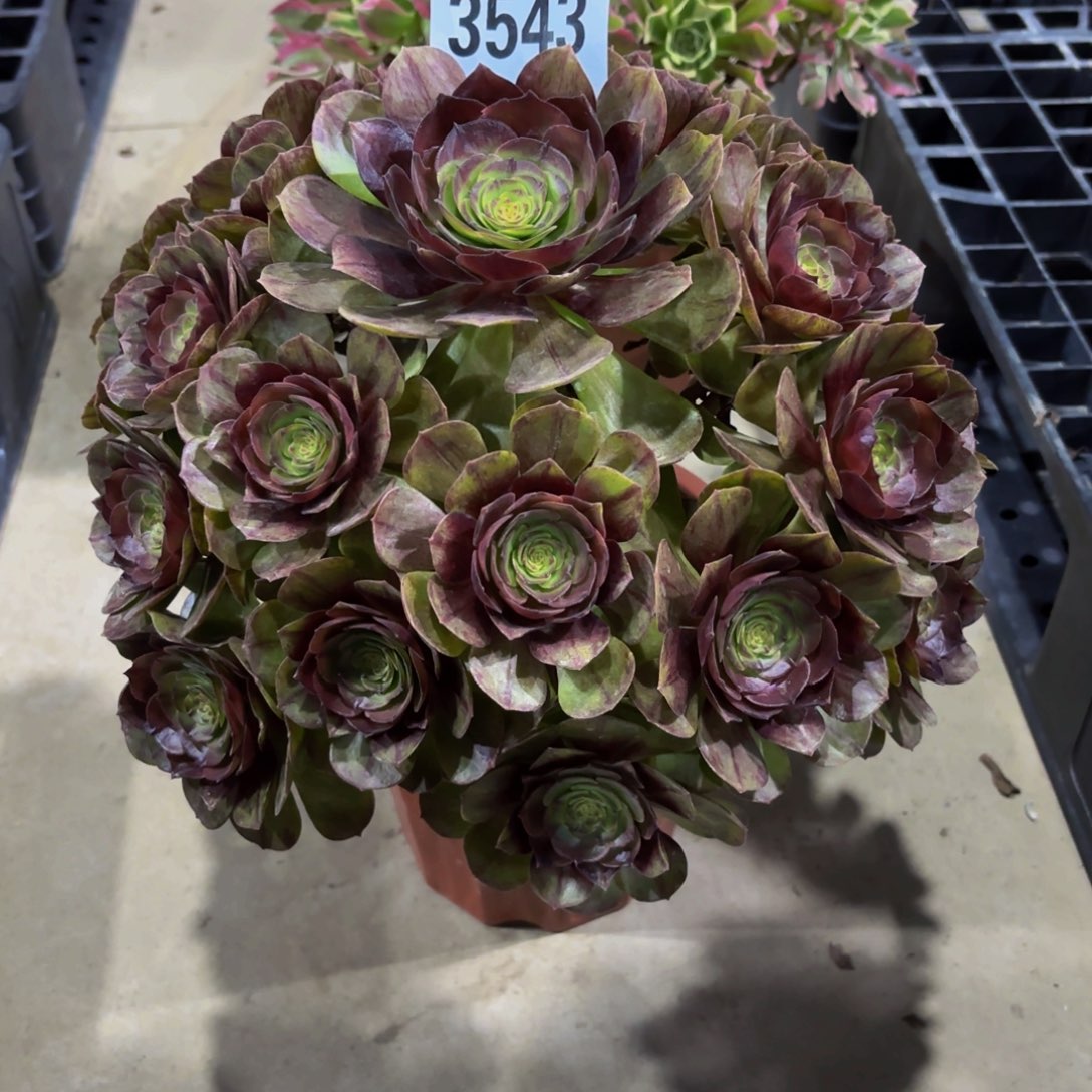 无花朵拉丝万圣节11111