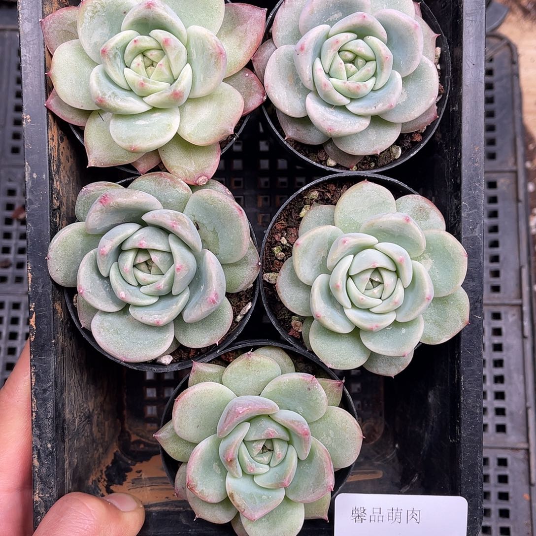 多肉一物一拍1-226