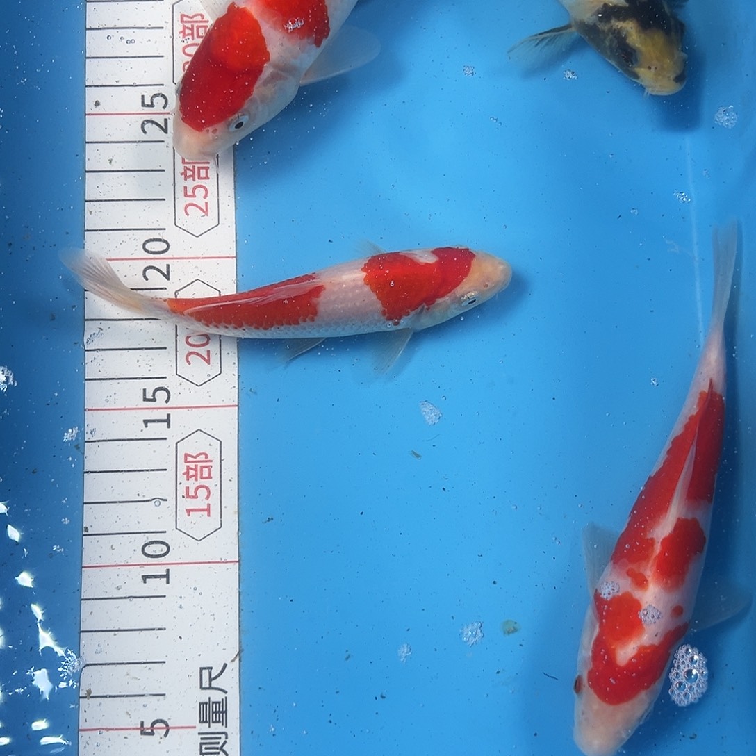 锦鲤鑫泓锦鲤养殖