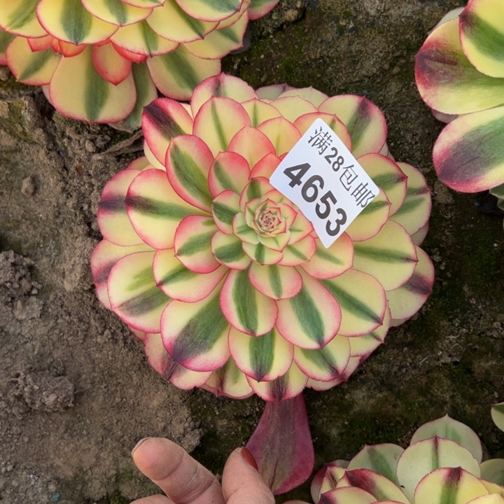 4653南荔枝多肉植物