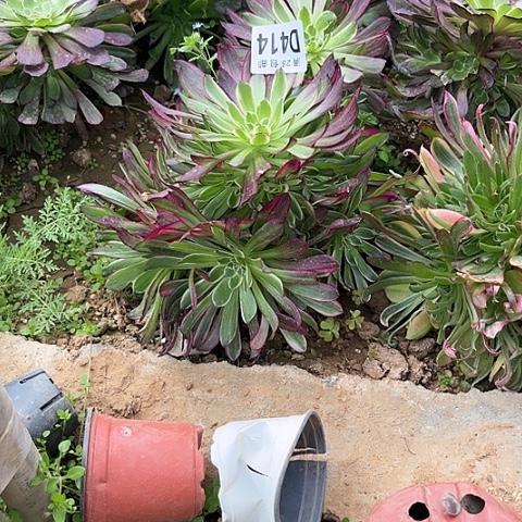 414天合不包断枝