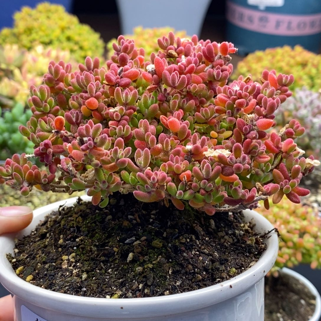 乐***心776红宝石 。       