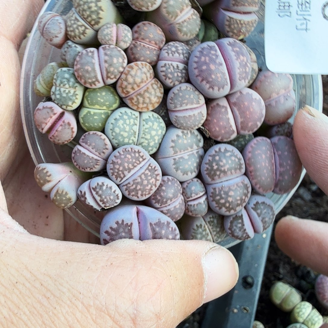 不能用一颗平常都不会660这个